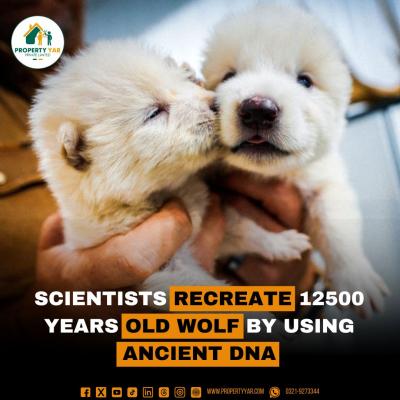 Scientists Recreate 12500 Years Old Wolf by Using Ancient DNA